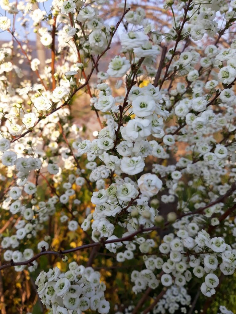 Un Delicato Germoglio e la fioritura del Prunus – Ciliegio da