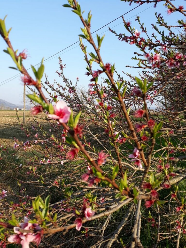 Un Delicato Germoglio e la fioritura del Prunus – Ciliegio da fiore –  Incantesimo fiorito